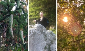 Bild mit Fichtenzapfen, Sonnenlicht durch Baumzweige und ich auf einem großen Stein sitzend